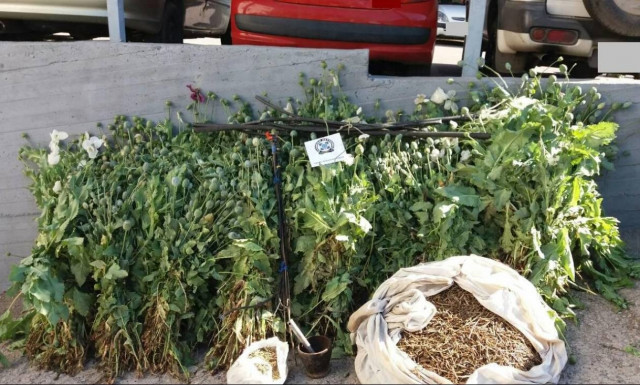 Αυτή είναι η μεγαλύτερη φυτεία με οπιούχα στην Ελλάδα - Δείτε πού εντοπίστηκε (pics)