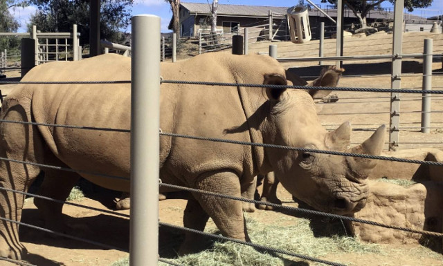 Τεχνητή γονιμοποίηση σε λευκή ρινοκερίνα - Για να σωθεί το είδος