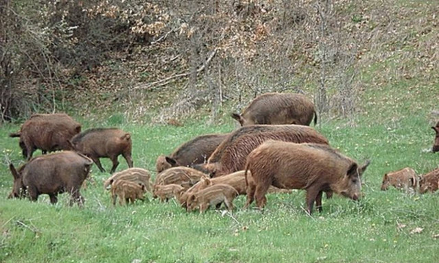 Απίστευτο! Αγριογούρουνα κάνουν τη βόλτα τους στην Εκάλη (vid)