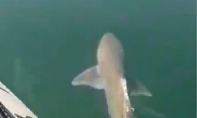 Καρχαρίας στη Χαλκίδα! (photo&video)