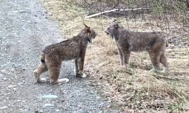 Το ανατριχιαστικά… ανθρώπινο ουρλιαχτό αυτών των αγριόγατων που κανείς δεν μπορεί να εξηγήσει (vid)