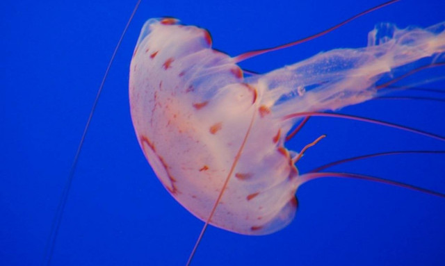 Προσοχή: Δείτε τι πρέπει να κάνετε αν σας τσιμπήσει τσούχτρα