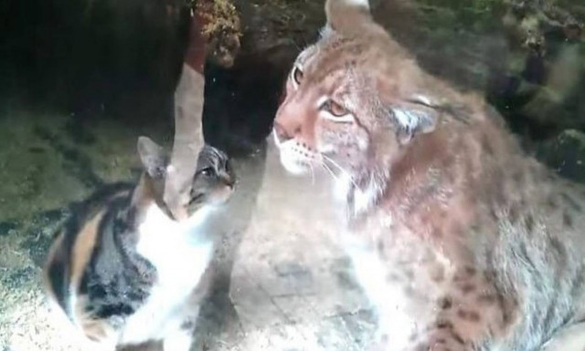 Απίστευτο! Γατούλα πέφτει μέσα στο κλουβί αγριόγατου και… (vid)