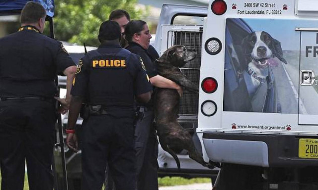 Σοκ στη Φλόριντα: Κοριτσάκι 8 μηνών σκοτώθηκε από το πίτμπουλ της οικογένειας