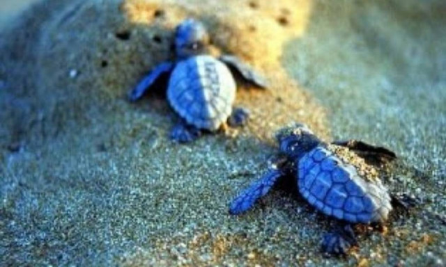 Kαρέτα- καρέτα: Απειλείται ο γηραιότερος κάτοικος των ελληνικών θαλασσών