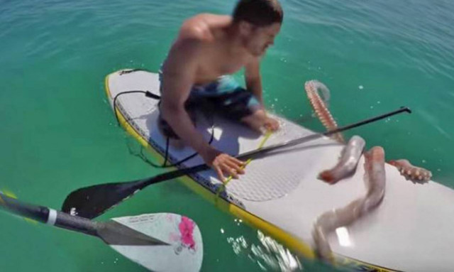 Γιγάντιο καλαμάρι γραπώνει την σανίδα ανυποψίαστου σέρφερ (video)