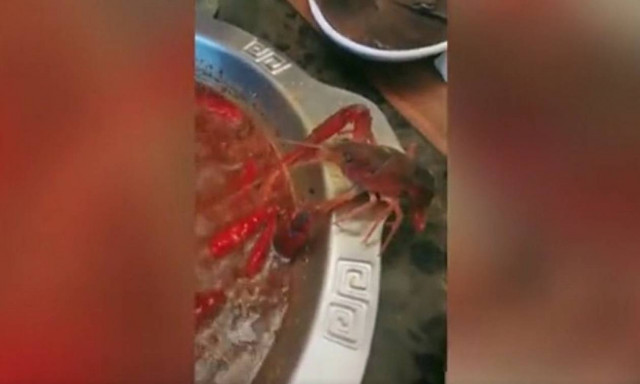Ασύλληπτο βίντεο: Καραβίδα έκοψε τη δαγκάνα της για να γλιτώσει το βράσιμο!