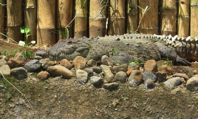 Κροκόδειλος κατασπάραξε ιερέα σε λίμνη την ώρα της βάπτισης