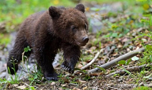 Πέντε ορφανά αρκουδάκια στο καταφύγιο του «Αρκτούρου»