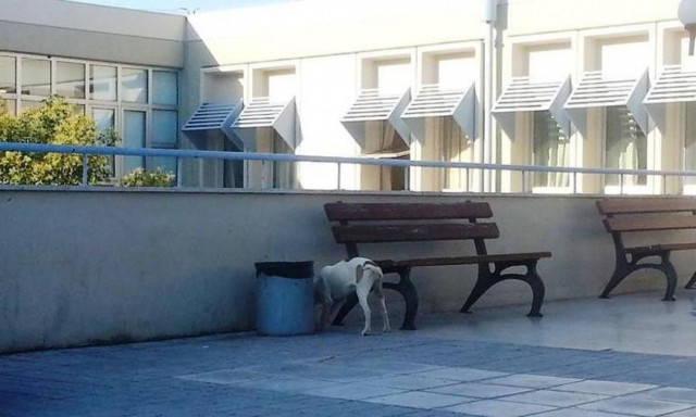 Ιωάννινα: Ασθενής του νοσοκομείου τραυματίστηκε από επίθεση σκύλου