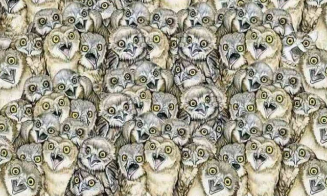 ΤΕΣΤ: Μπορείτε να βρείτε το γατάκι ανάμεσα στις κουκουβάγιες;