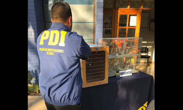 Γαλλία: Πύθωνες, κροκόδειλοι και χιλιάδες πουλιά κατασχέθηκαν σε μεγάλη επιχείρηση της Interpol