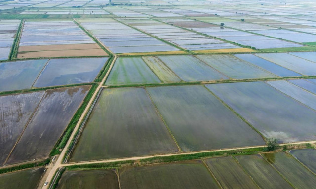 Μέχρι τέλος Ιουλίου οι αιτήσεις για τη δράση «Εναλλακτική καταπολέμηση ζιζανίων στους ορυζώνες»