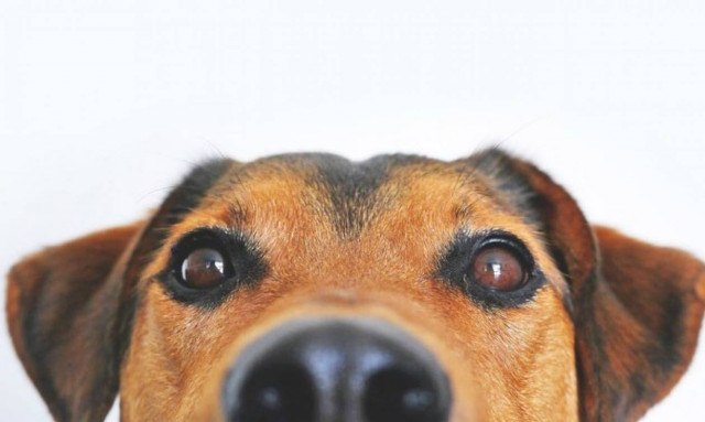 Απόφαση - σταθμός στη Νότια Κορέα: Παράνομη η σφαγή σκύλων για το κρέας τους