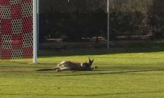 Εισβολή καγκουρό σε ποδοσφαιρικό αγώνα: Έκανε τον... τερματοφύλακα! (vid)