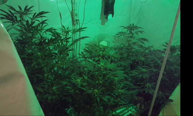 Αιγάλεω: Είχαν μετατρέψει τα διαμερίσματά τους σε φυτώρια κάνναβης (pics&vid)