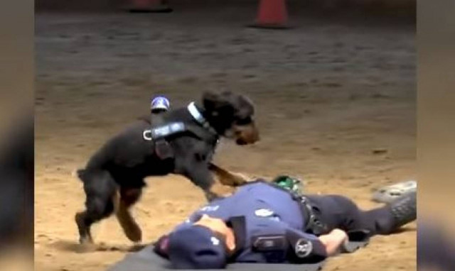 Βίντεο: Σκύλος της Αστυνομίας κάνει τεχνητή αναπνοή!