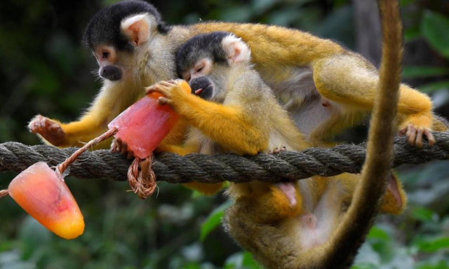 Λονδίνο: Ακόμα και τα ζώα χρειάζονται παγωτά για να αντέξουν τον πρωτοφανή καύσωνα