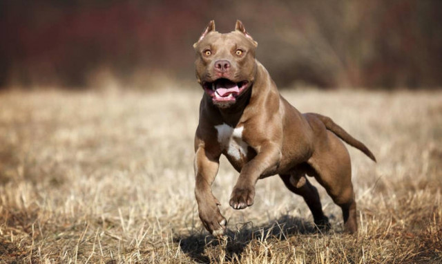 Πρωτοφανές περιστατικό στο Αργοστόλι: Πιτμπουλ επιτέθηκαν στο σκυλί του και τα σκότωσε με μαχαίρι