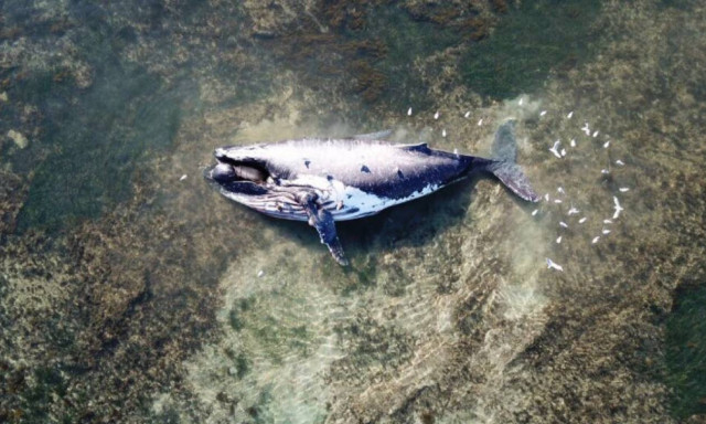 Κίνδυνος έκρηξης! Μάχη με το χρόνο πριν εκραγεί το κουφάρι τεράστιας φάλαινας (Pics)