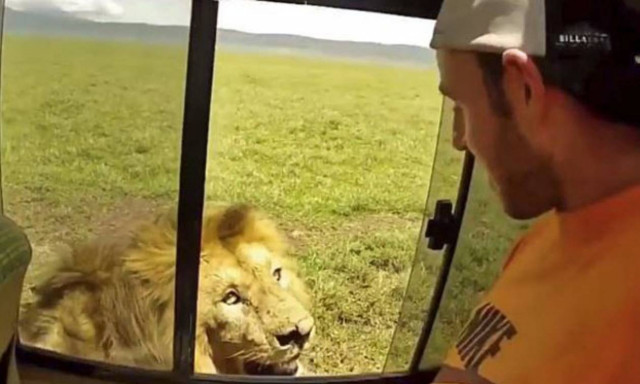 Τολμηρός τουρίστας χαϊδεύει λιοντάρι αλλά η αντίδραση κόβει την ανάσα (vid)