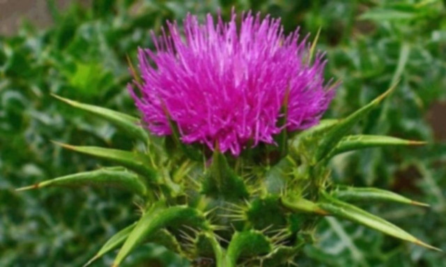 Γαϊδουράγκαθο: Ένα θαυματουργό φυτό που μπορεί να σώσει το συκώτι μας