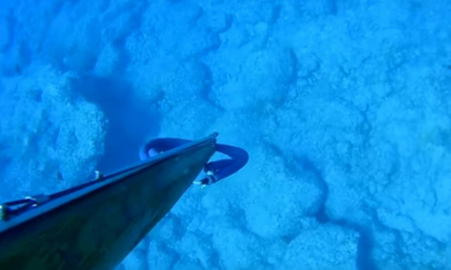 Χανιά: «Πάγωσε» το αίμα του όταν είδε ξαφνικά μέσα στη θάλασσα αυτόν τον εισβολέα - φονιά! (vid)