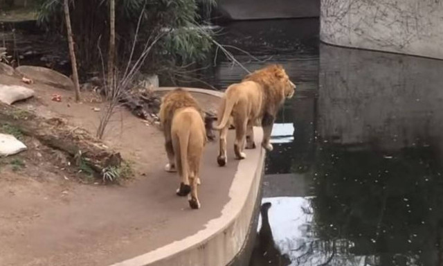 Τρελά γέλια με ατσούμπαλο λιοντάρι που ΔΕΝ φαντάζεστε τι έπαθε (vid)