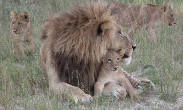 Νότια Αφρική: Λιοντάρια κατασπάραξαν λαθροθήρες σε καταφύγιο άγριων ζώων