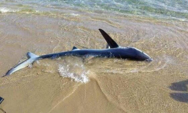 Καρχαρίας αναστάτωσε την Κρήτη - Προβληματισμός στις Αρχές (vid)