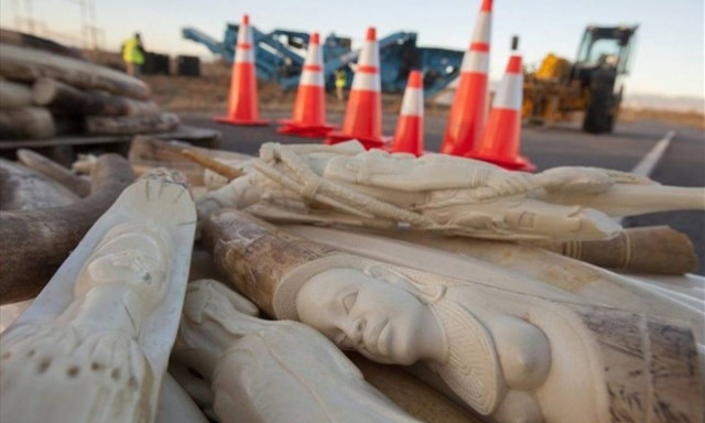 Η παράνομη εμπορία ελεφαντόδοντου στην Ευρώπη ακμάζει, παρά τη νομοθεσία για την καταπολέμησή της
