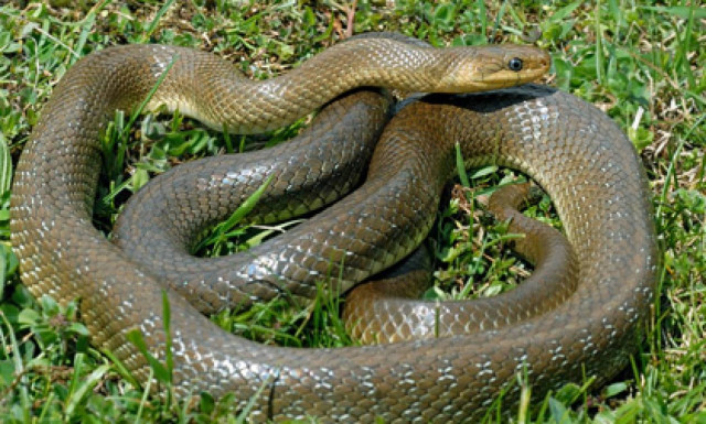 Αχαΐα: Φίδι δάγκωσε 6χρονο παιδί