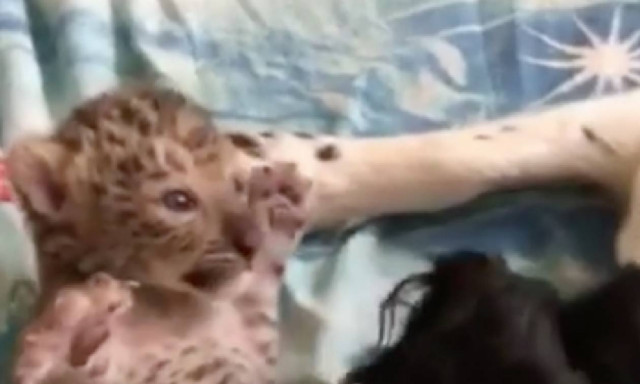 Ρωσία: Σκυλίτσα «υιοθέτησε» νεογέννητη λεοπάρδαλη (video)