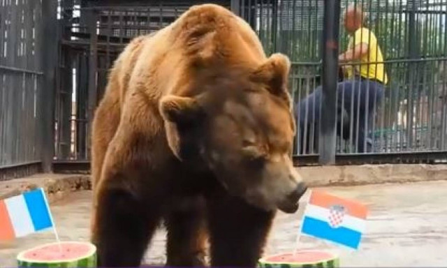 Μουντιάλ 2018: Ο αρκούδος Μπούγιαν προβλέπει τον νικητή! (vid)