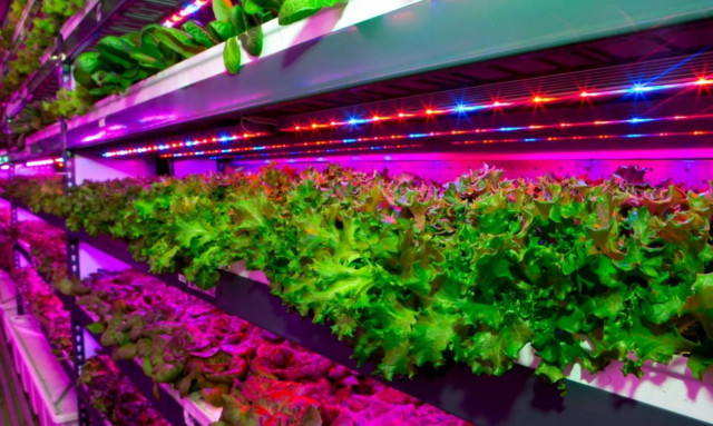 Αυτός είναι ο μεγαλύτερος λαχανόκηπος στον κόσμο! Δείτε πού είναι (pic)