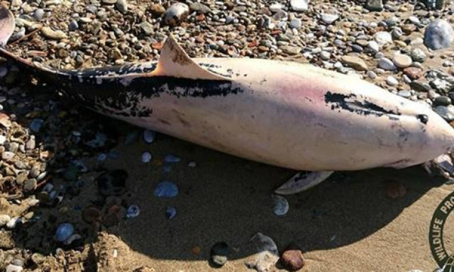 Θλιβερές εικόνες: Νεκρό δελφίνι ξεβράστηκε στη Νάξο (pics)