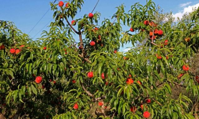 Αγροτικές αποζημιώσεις: 8,5 εκατ. ευρώ στους πληγέντες παραγωγούς ροδακίνων και νεκταρινιών