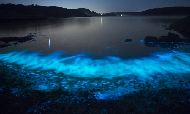 Παραλία στις Μαλδίβες… φωσφορίζει τη νύχτα (vid)