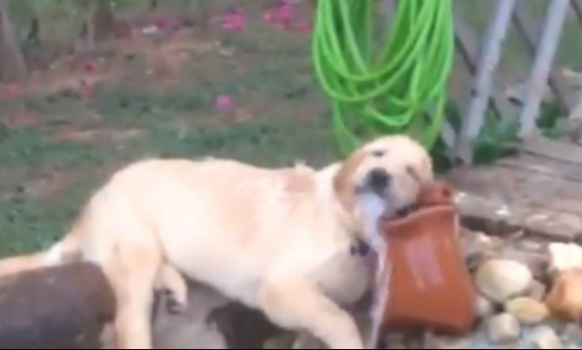 Δεν φαντάζεστε τι έκανε αυτός ο σκύλαρος για να γλιτώσει από τον καύσωνα!