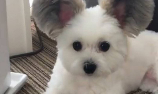 Είναι σκυλί; Είναι κοάλα; Είναι κάτι άλλο ή μήπως είναι ο Μίκυ Μάους;