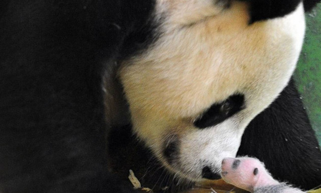 Κίνα: Γεννήθηκαν τα πρώτα δίδυμα πάντα από γονείς που ζουν ο ένας στη φύση και ο άλλος σε αιχμαλωσία