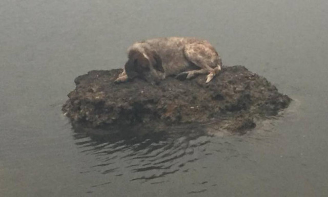 Φωτιά Μάτι: Η κτηνίατρος που δίνει ελπίδα στα τετράποδα θύματα του πύρινου εφιάλτη