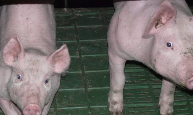 Πνεύμονες δημιουργημένοι στο εργαστήριο μεταμοσχεύθηκαν με επιτυχία για πρώτη φορά σε χοίρους