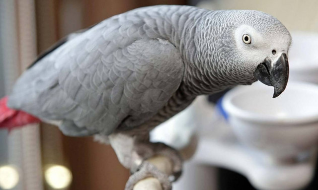 Σπαρταριστό βίντεο: Ο παπαγάλος Αϊνστάιν μου μιλάει και ζητάει πρωινό