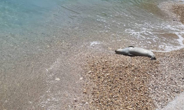 Αλόννησος: Κοίταξαν μέσα στη θάλασσα και προσπαθούσαν να πιστέψουν στα μάτια τους! (vid)