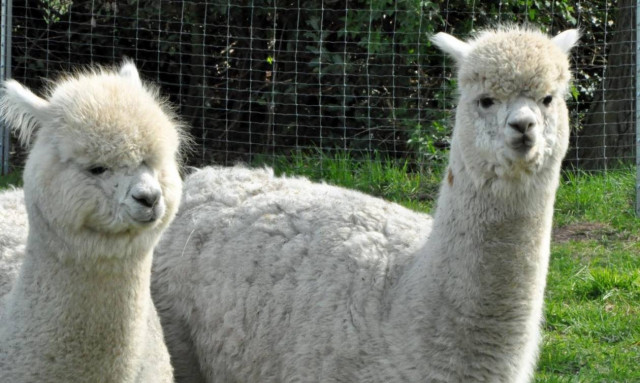 Τραμπούκισες αλπακά; Ξεκίνα να τρέχεις (vid)
