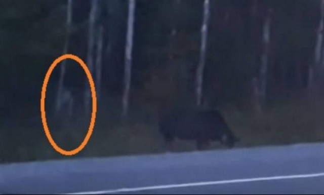 «Πάγωσε» το αίμα τους! Νόμιζαν πως είδαν απόκοσμο πλάσμα που μοιάζει με τον Γκόλουμ! Τελικά ήταν...