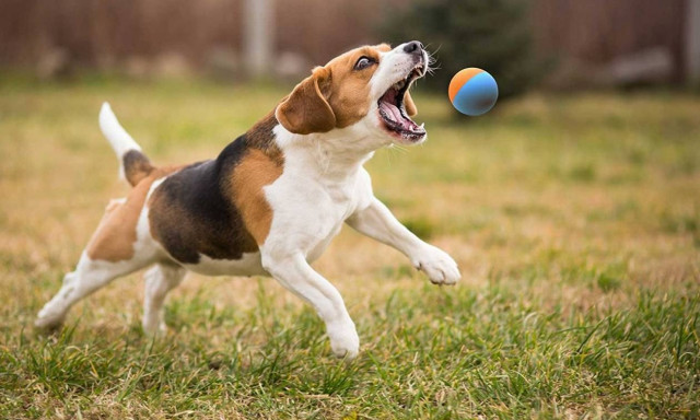 Σκυλάκι θέλει να παίξει το «πέτα το μπαλάκι» με ένα… άγαλμα (vid)