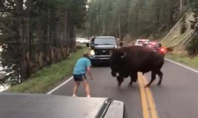 Άντρας τα «έβαλε» με βίσονα και... το μετάνιωσε πικρά! (vid)