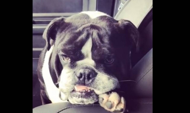 Έναν καφεδάκι για τον... σκύλο παρακαλώ! (vid)